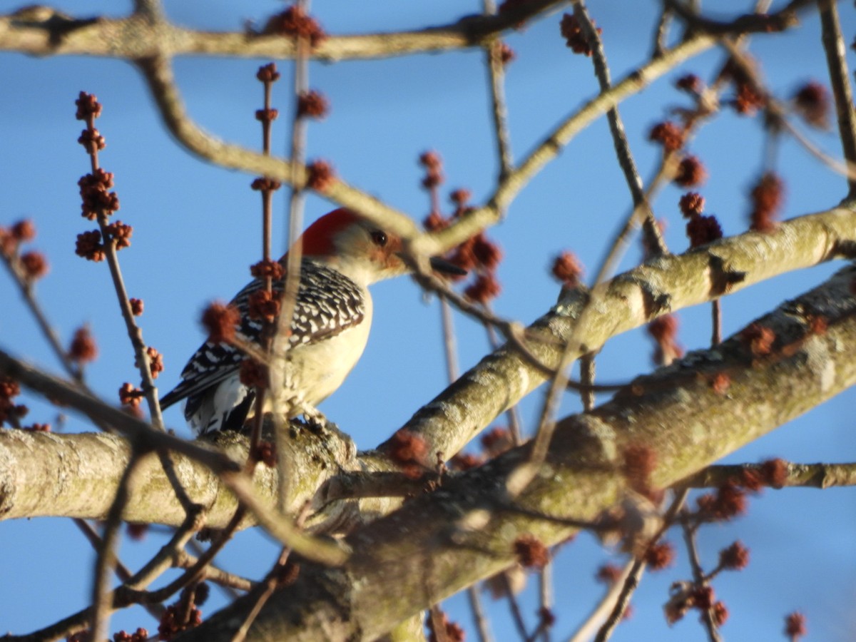 Гіла каролінська - ML649415695