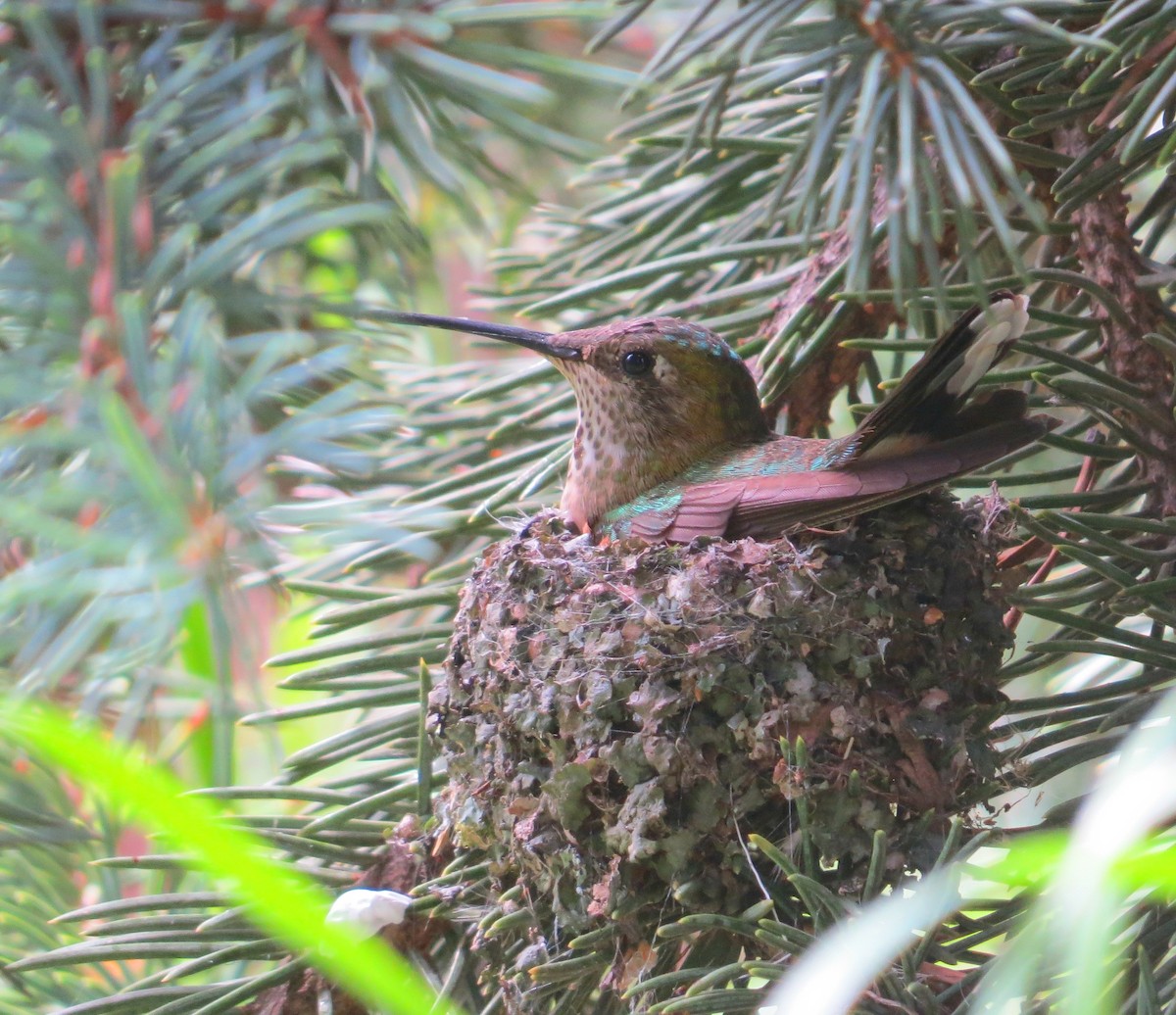 Broad-tailed Hummingbird - John Deitsch