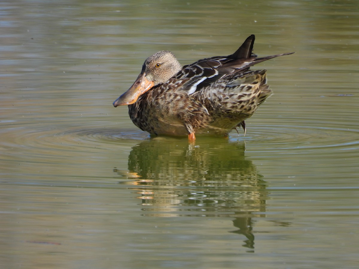 Широконоска - ML649415719