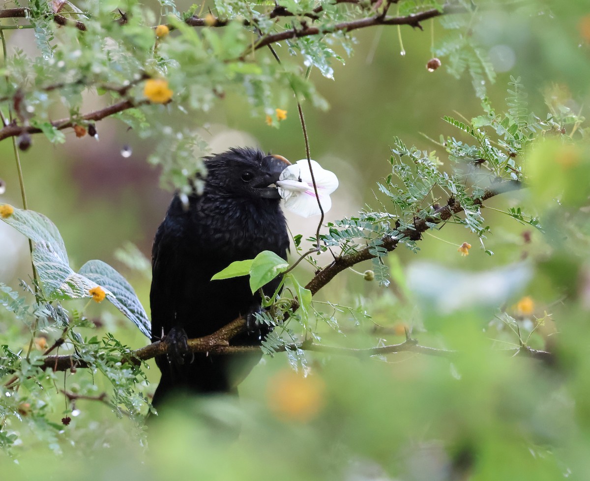 Smooth-billed Ani - ML649415776