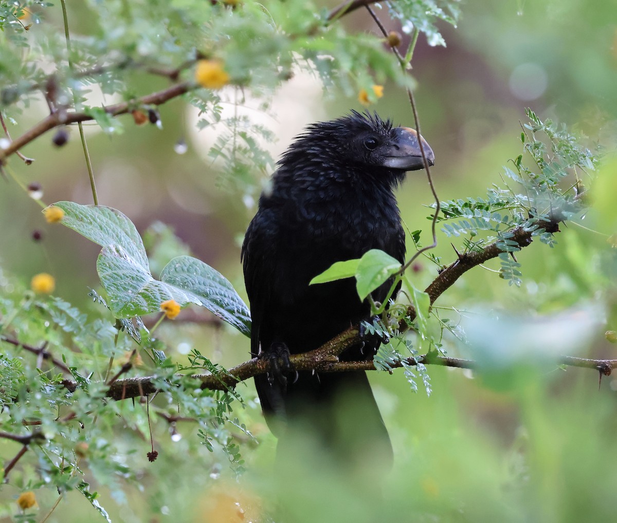 Smooth-billed Ani - ML649415777