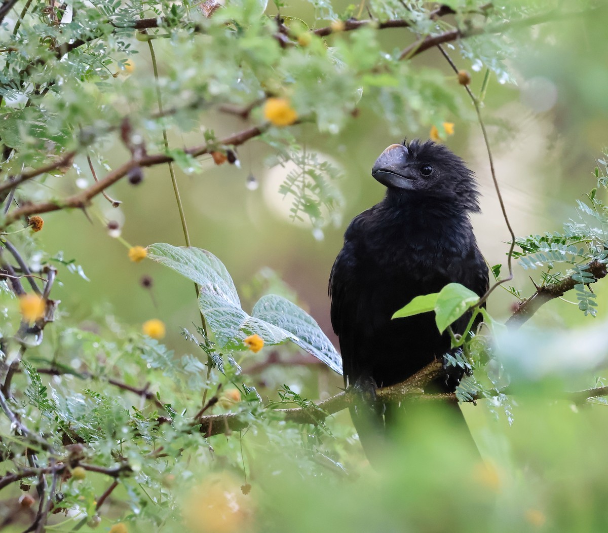 Smooth-billed Ani - ML649415778