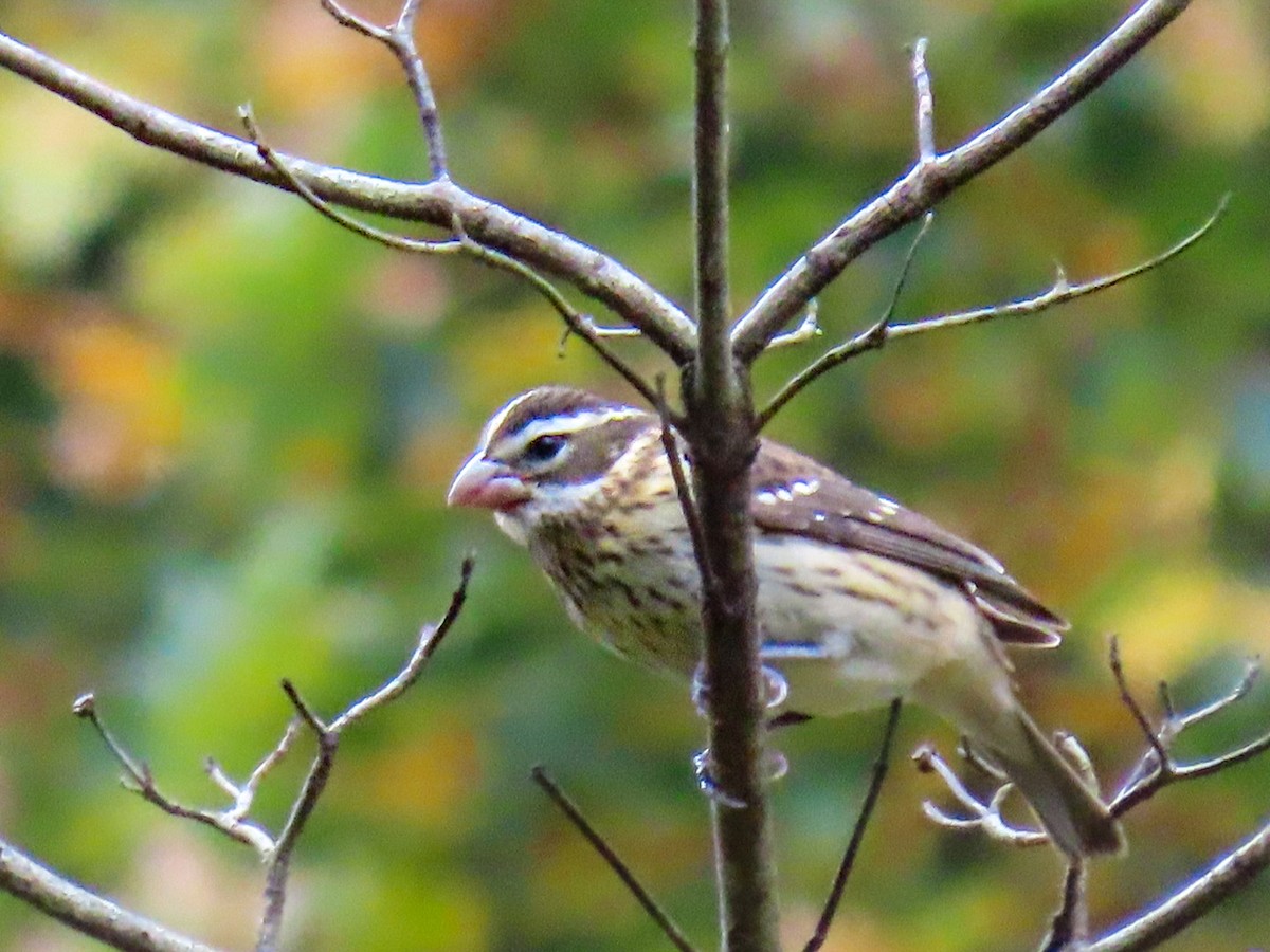 Rose-breasted Grosbeak - ML649415846