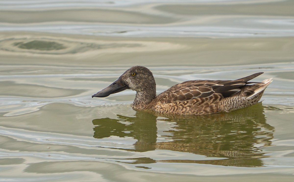 Широконоска - ML649415910