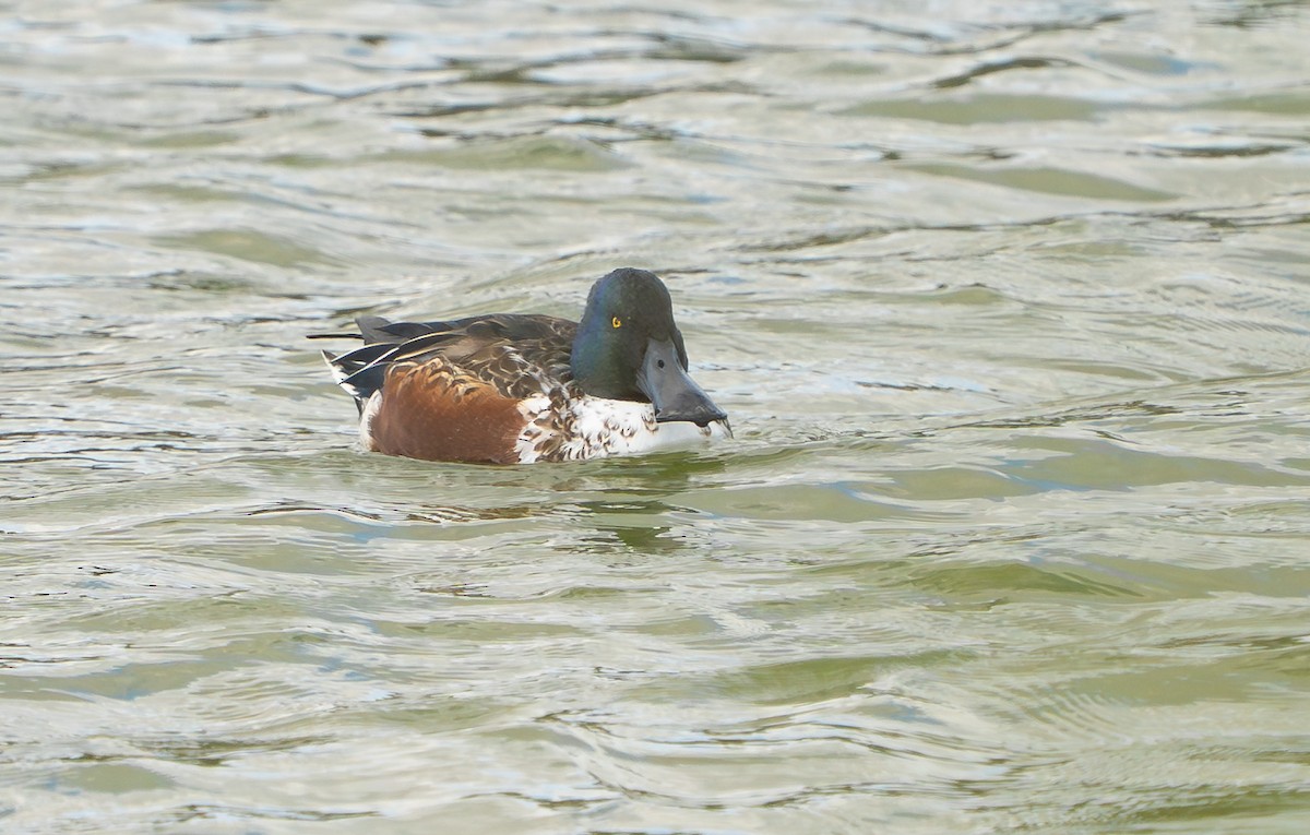 Широконоска - ML649415912