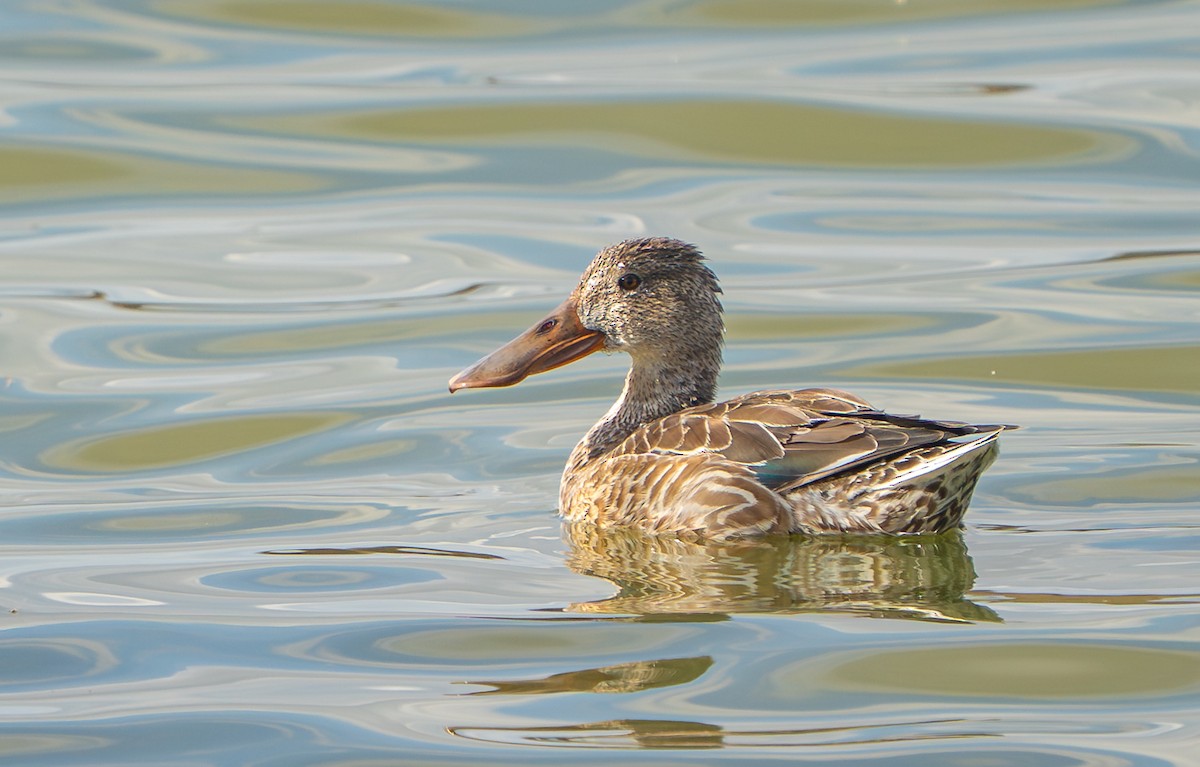 Широконоска - ML649415913