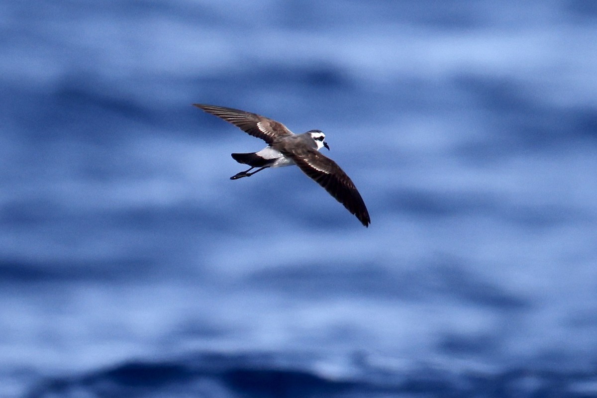 White-faced Storm-Petrel - ML649415942