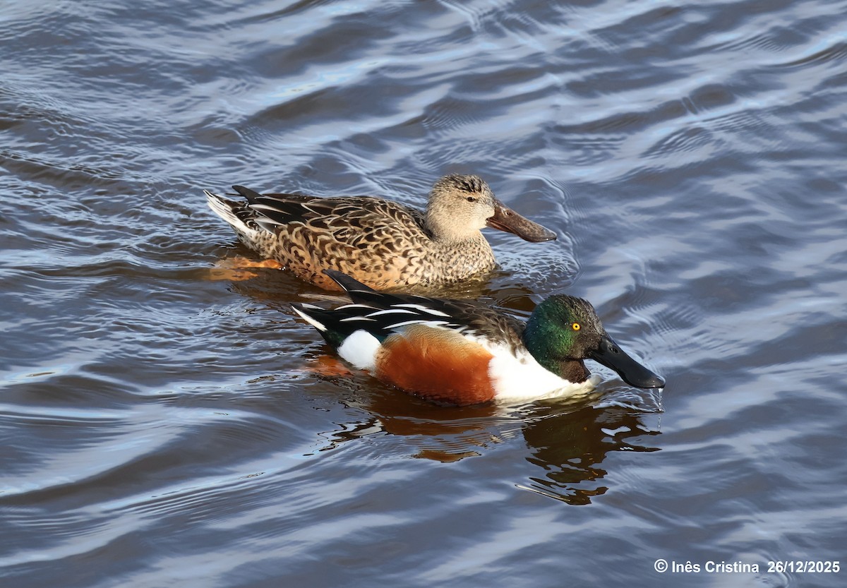 Широконоска - ML649416080