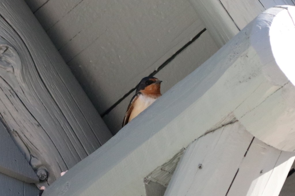 Ластівка сільська - ML649416117