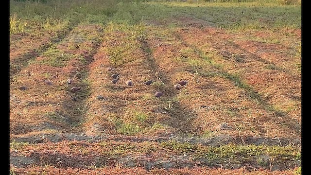 תור צווארון אדום - ML649416148