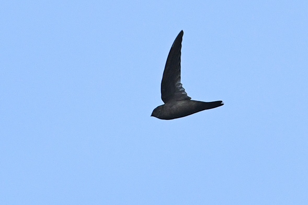 Salangane grise - ML649416246