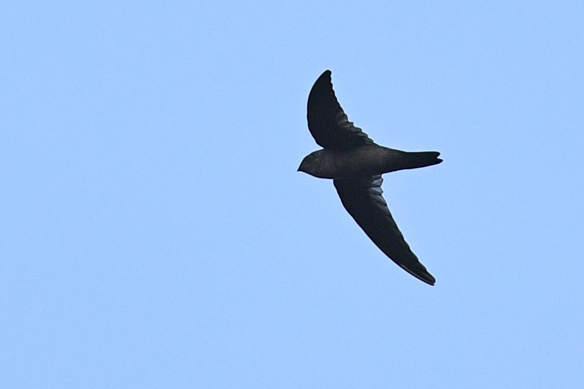 Salangane grise - ML649416247