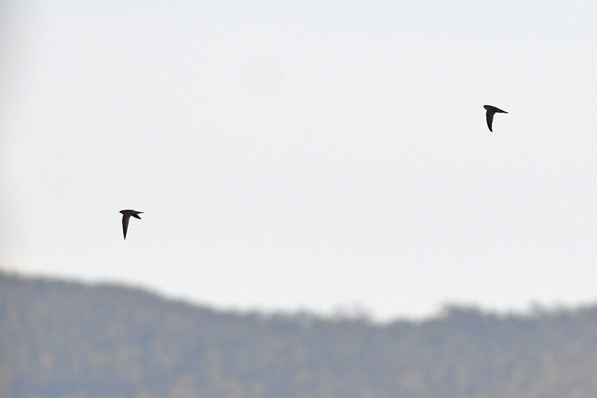 Salangane grise - ML649416263