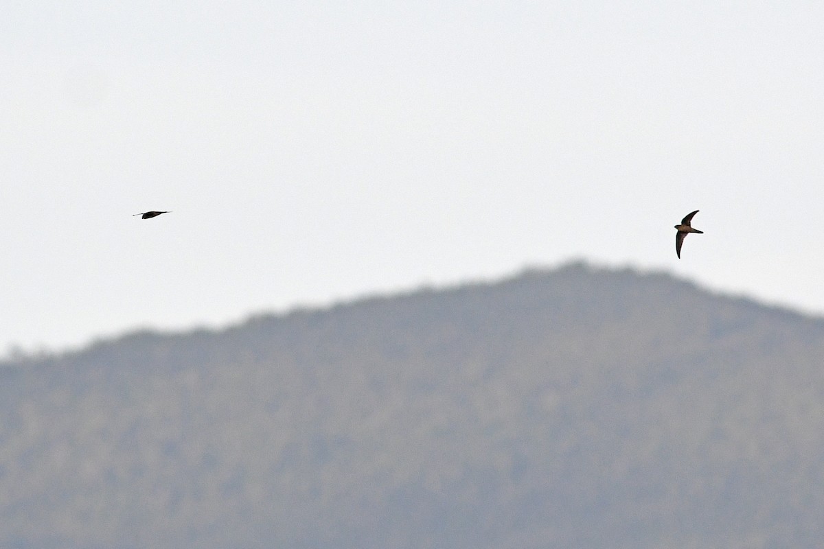 Salangane grise - ML649416264