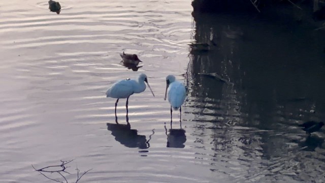 Black-faced Spoonbill - ML649416480