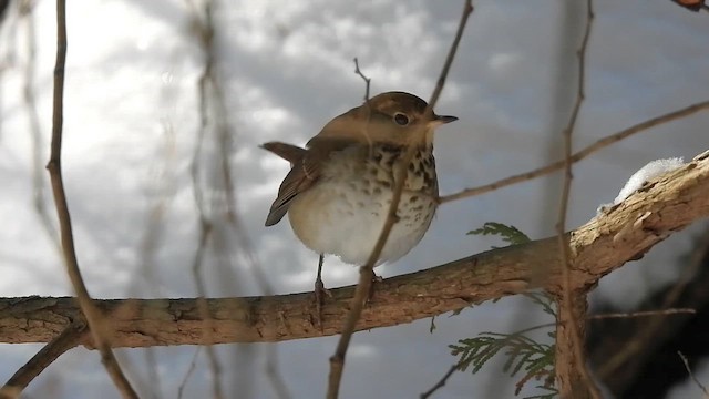 Дрозд-отшельник - ML649416642