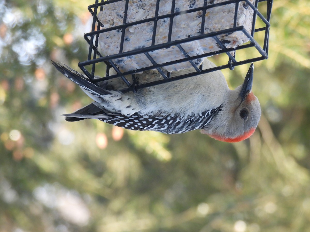 Гіла каролінська - ML649416837