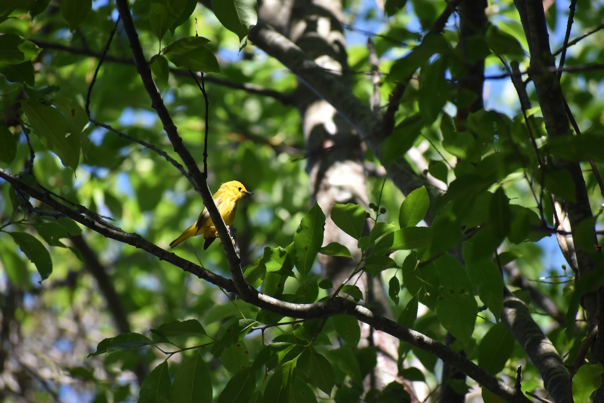 Yellow Warbler - ML64941691