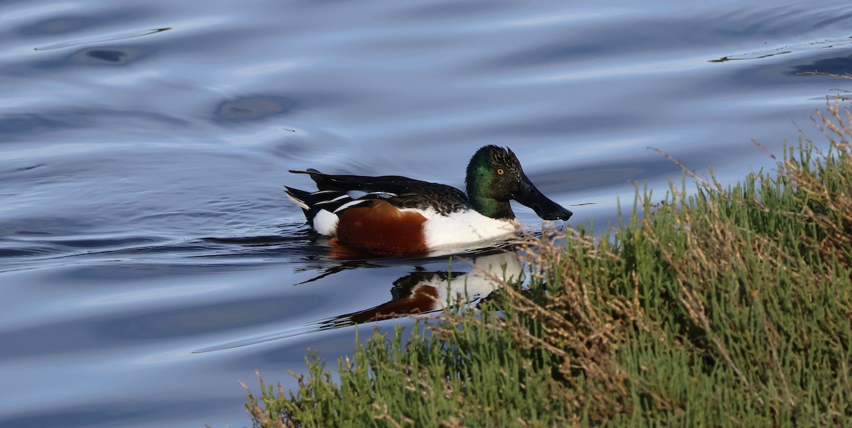 Широконоска - ML649417042