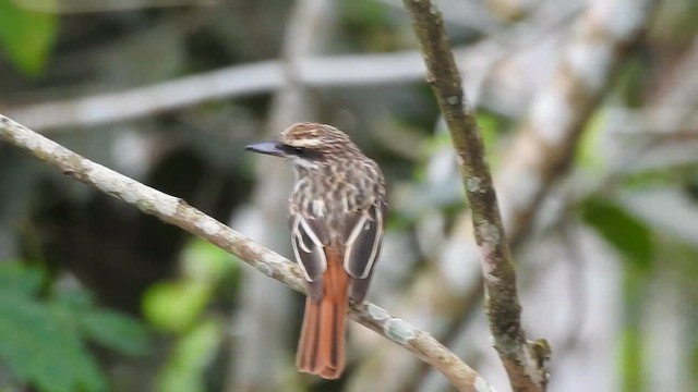 Streaked Flycatcher - ML649417061