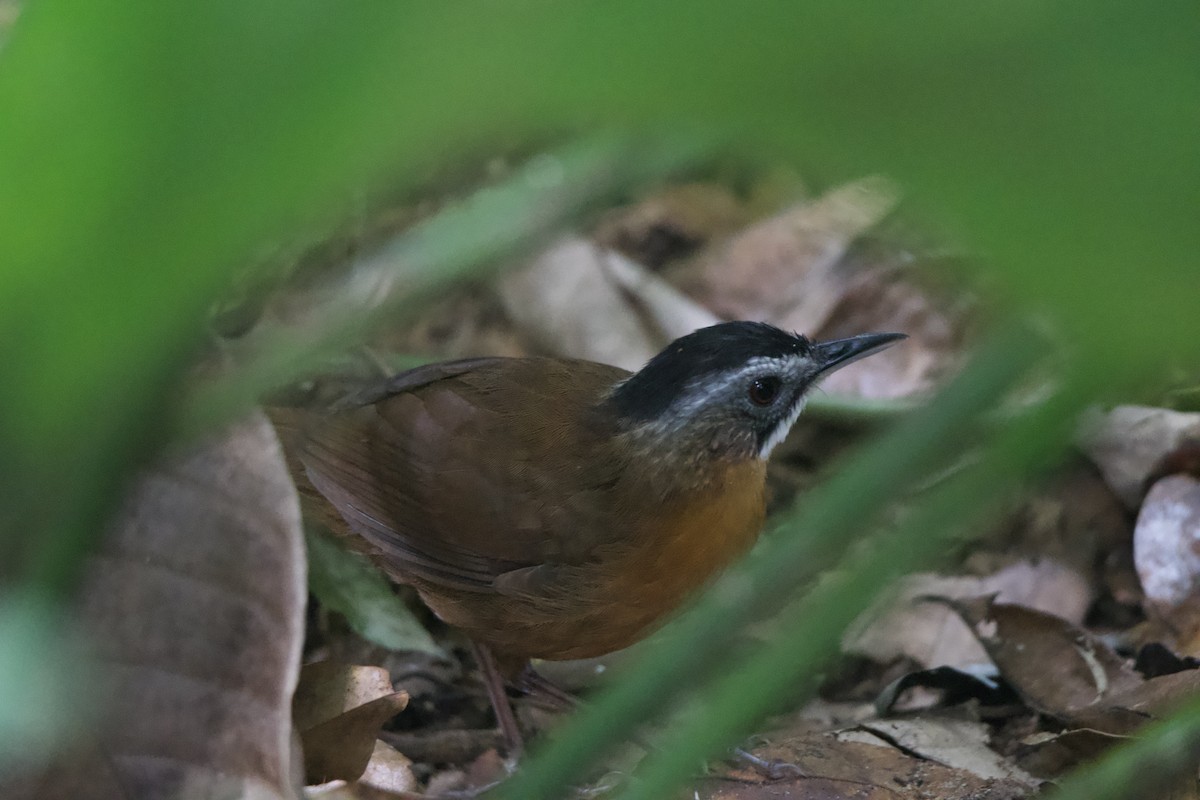Malayan Black-capped Babbler - ML649417182