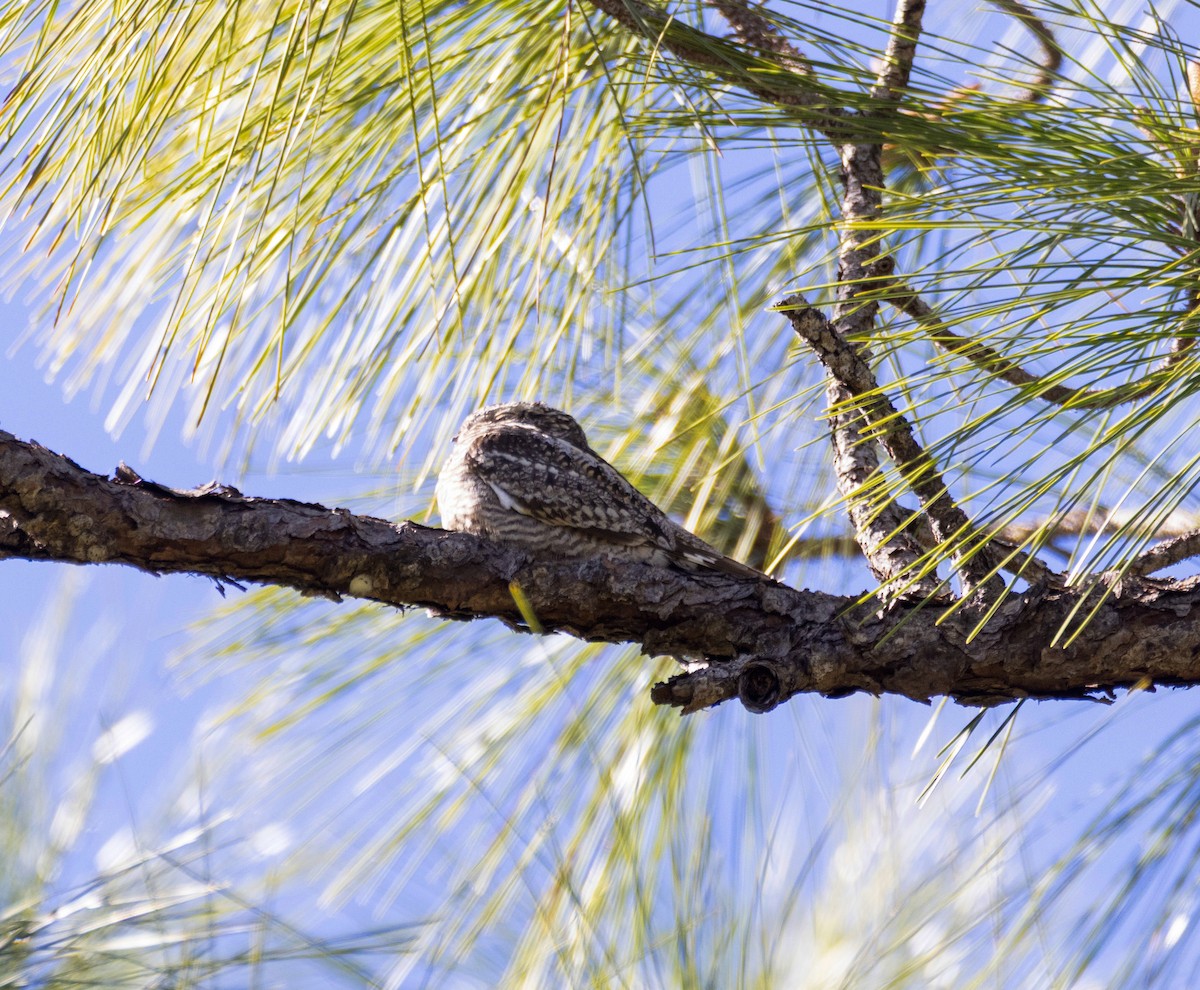 Lesser Nighthawk - ML649417355