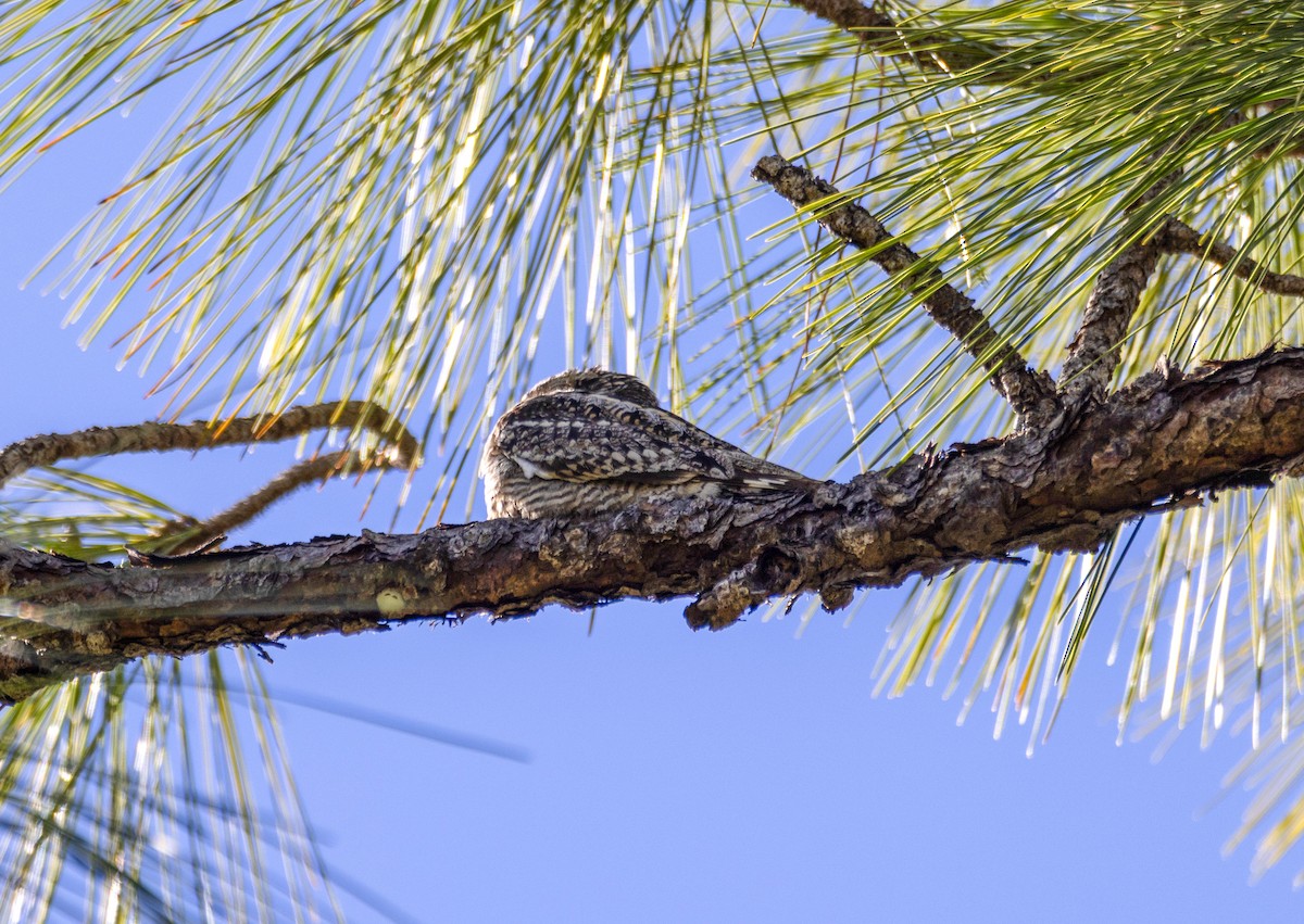 Lesser Nighthawk - ML649417356