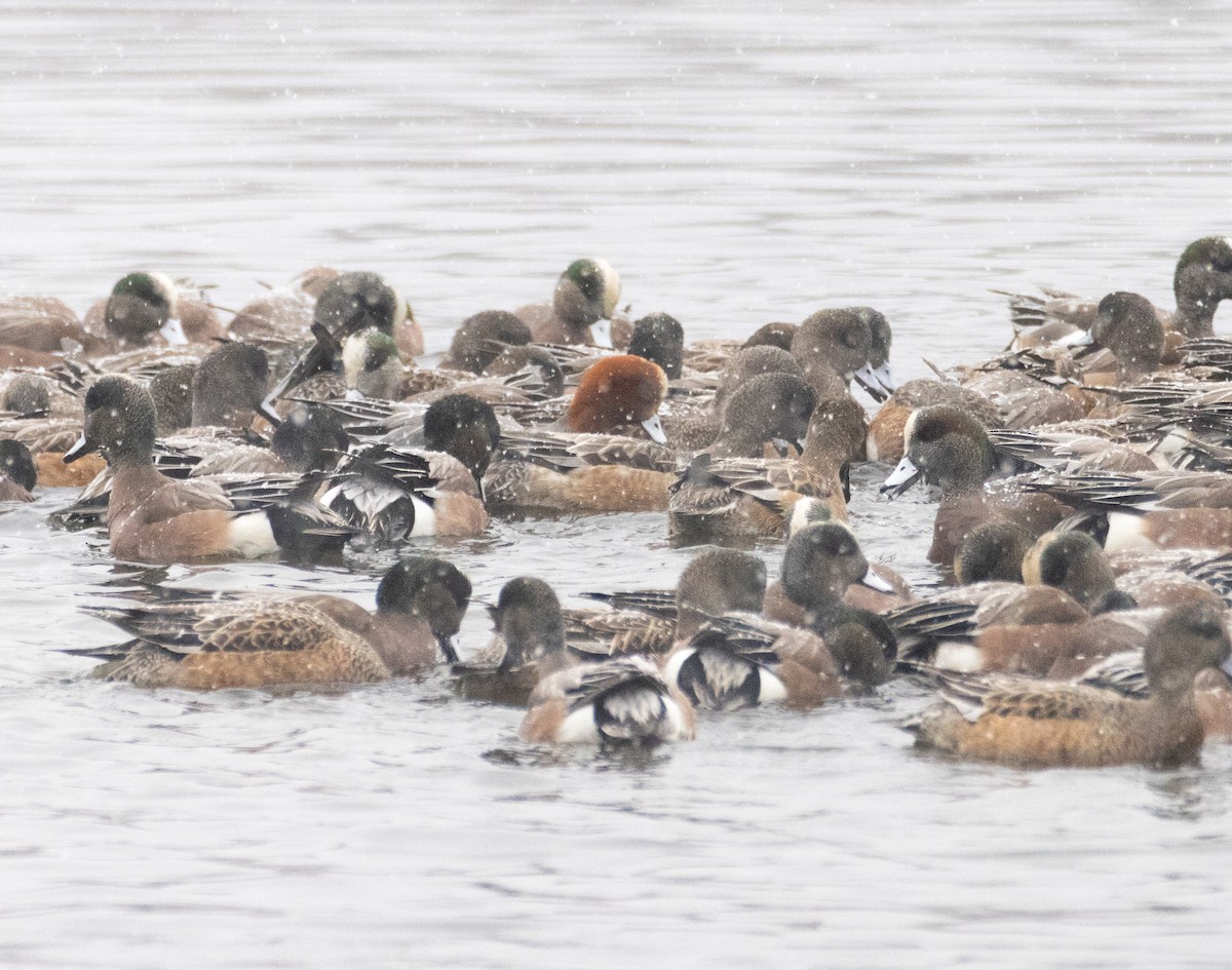 Canard siffleur - ML649417380