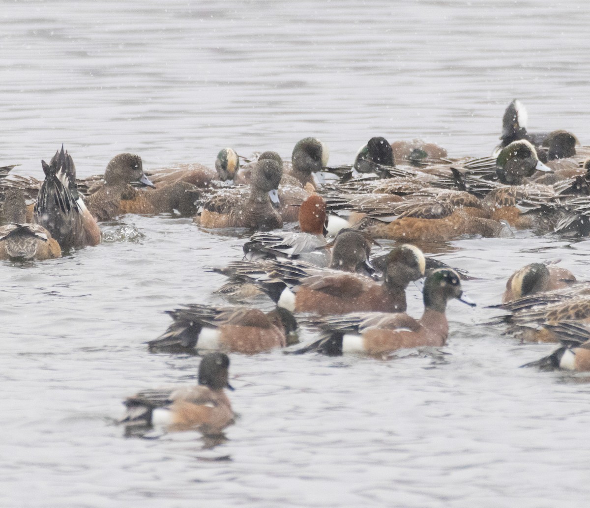 Canard siffleur - ML649417381