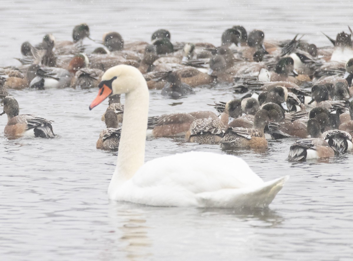 Mute Swan - ML649417402