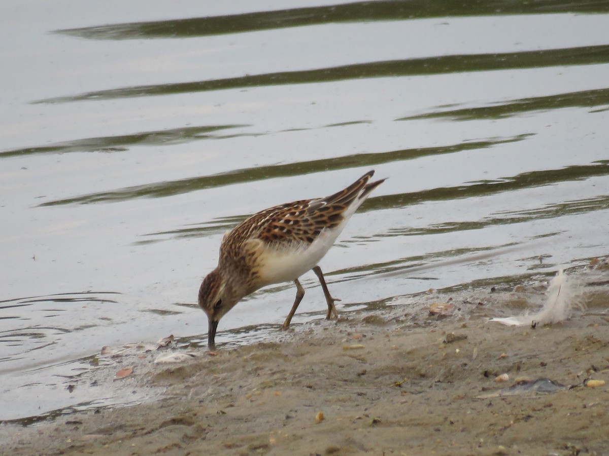 Least Sandpiper - JamEs ParRis