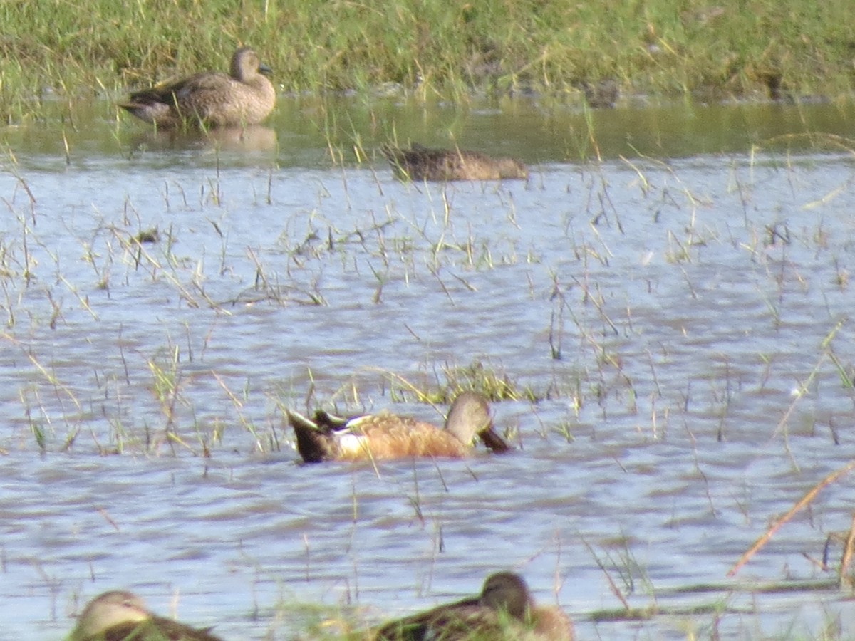 Широконоска - ML649417535