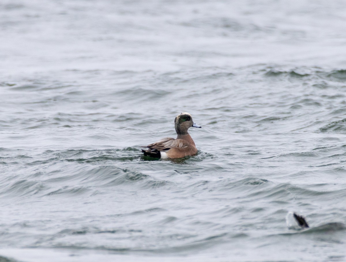 American Wigeon - ML649417685