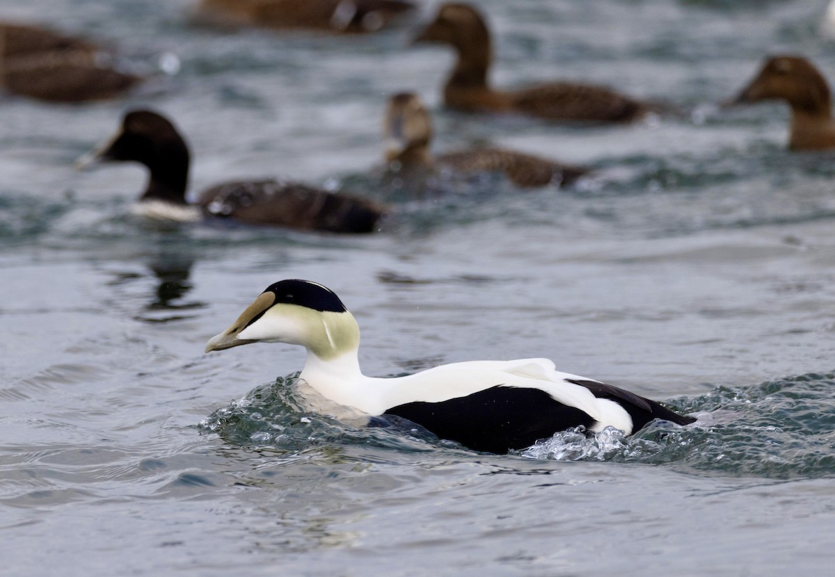 Common Eider - ML649417695