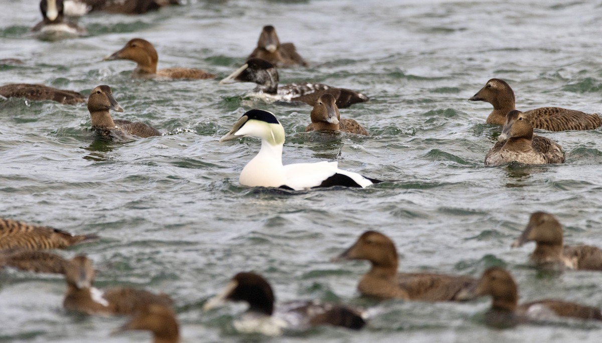 Common Eider - ML649417696