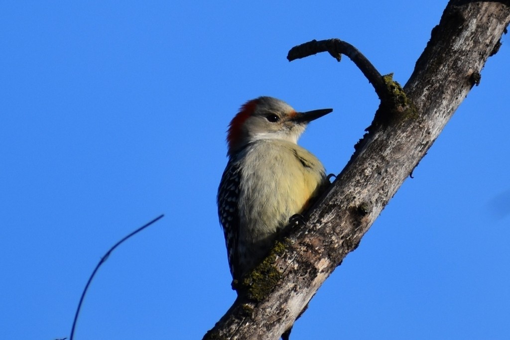 Гіла каролінська - ML649417749