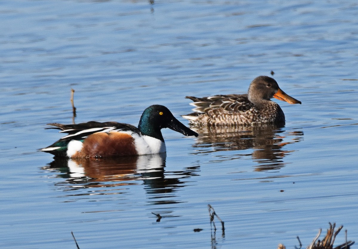 Широконоска - ML649418028