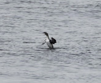 Red-throated Loon - ML649418060