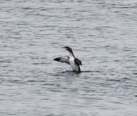 Red-throated Loon - ML649418061