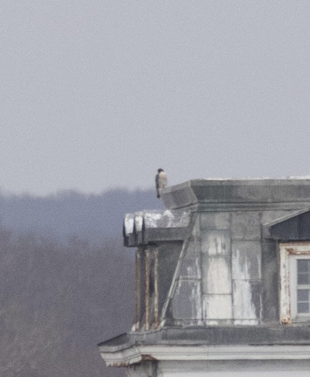 Peregrine Falcon - ML649418080