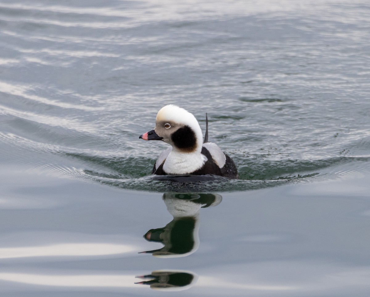 Long-tailed Duck - ML649418141