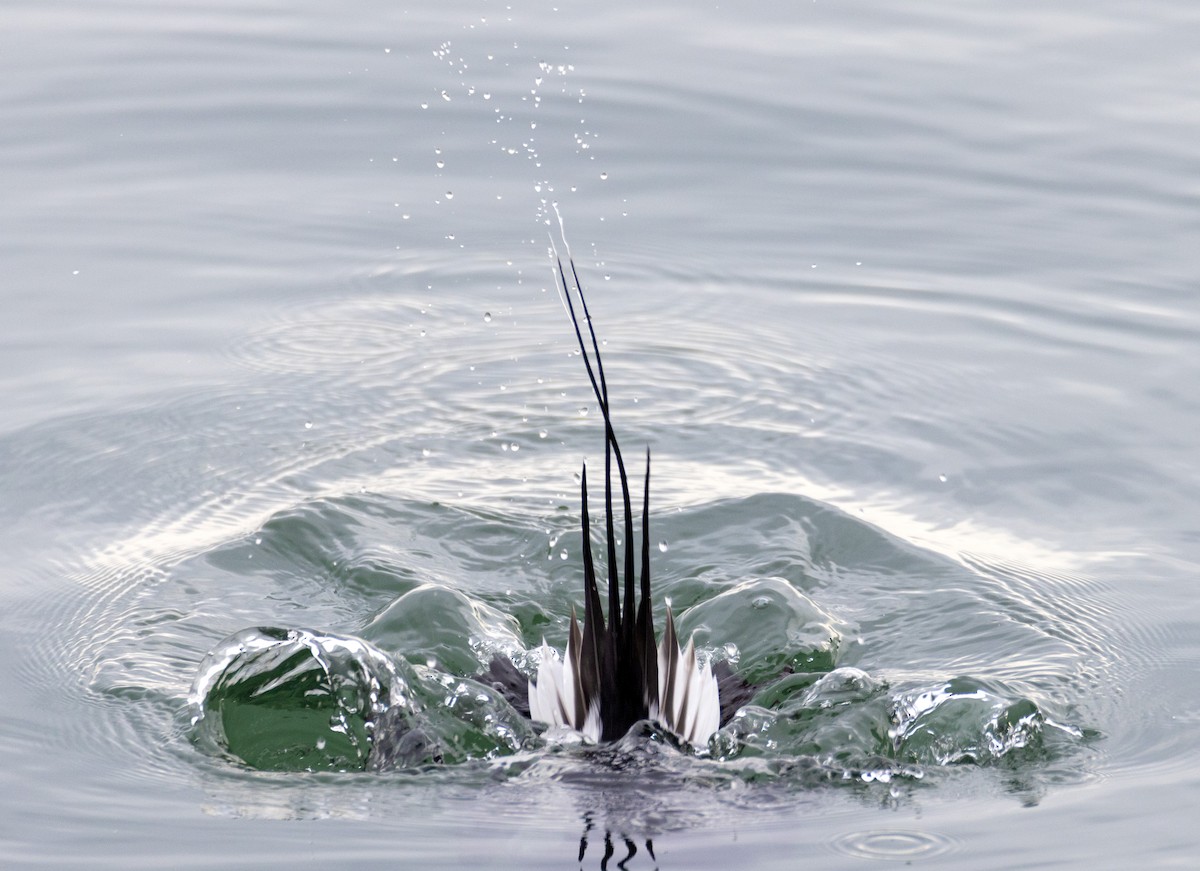 Long-tailed Duck - ML649418142