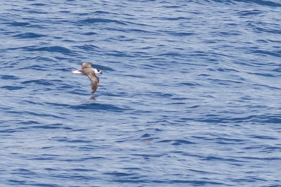 Black-capped Petrel - ML649418175
