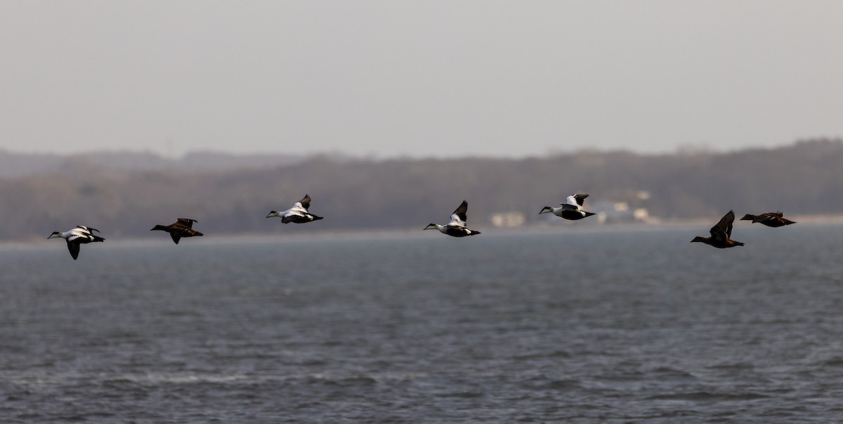 Common Eider - ML649418182