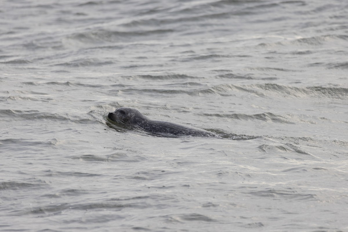 Animals - ML649418192