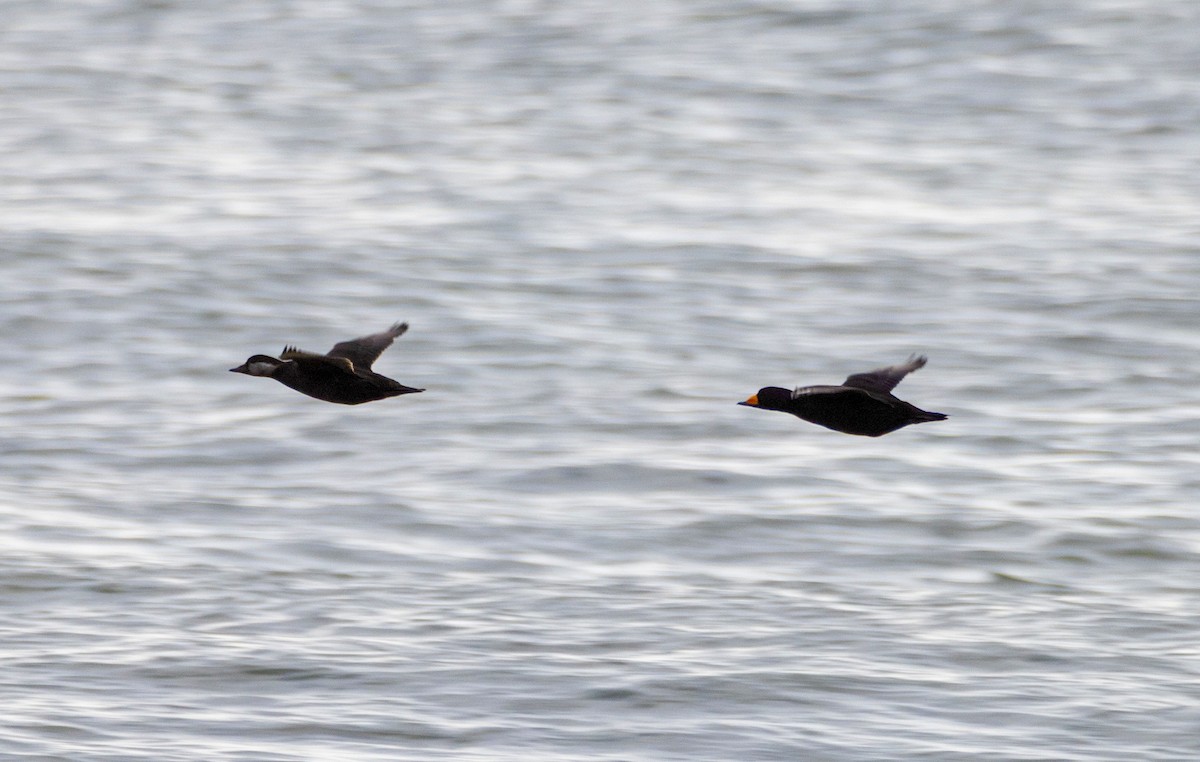 Black Scoter - ML649418200