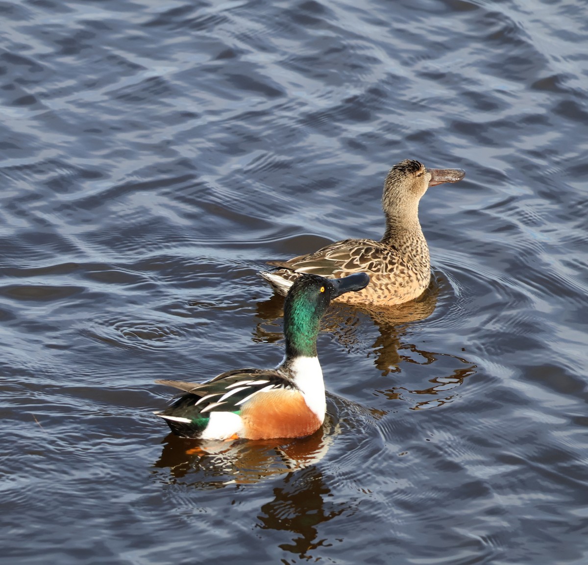 Широконоска - ML649418208