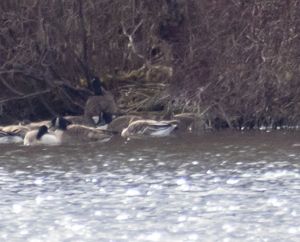 Tundra Bean-Goose - ML649418326