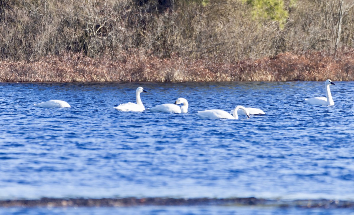 Tundra Swan - ML649418382