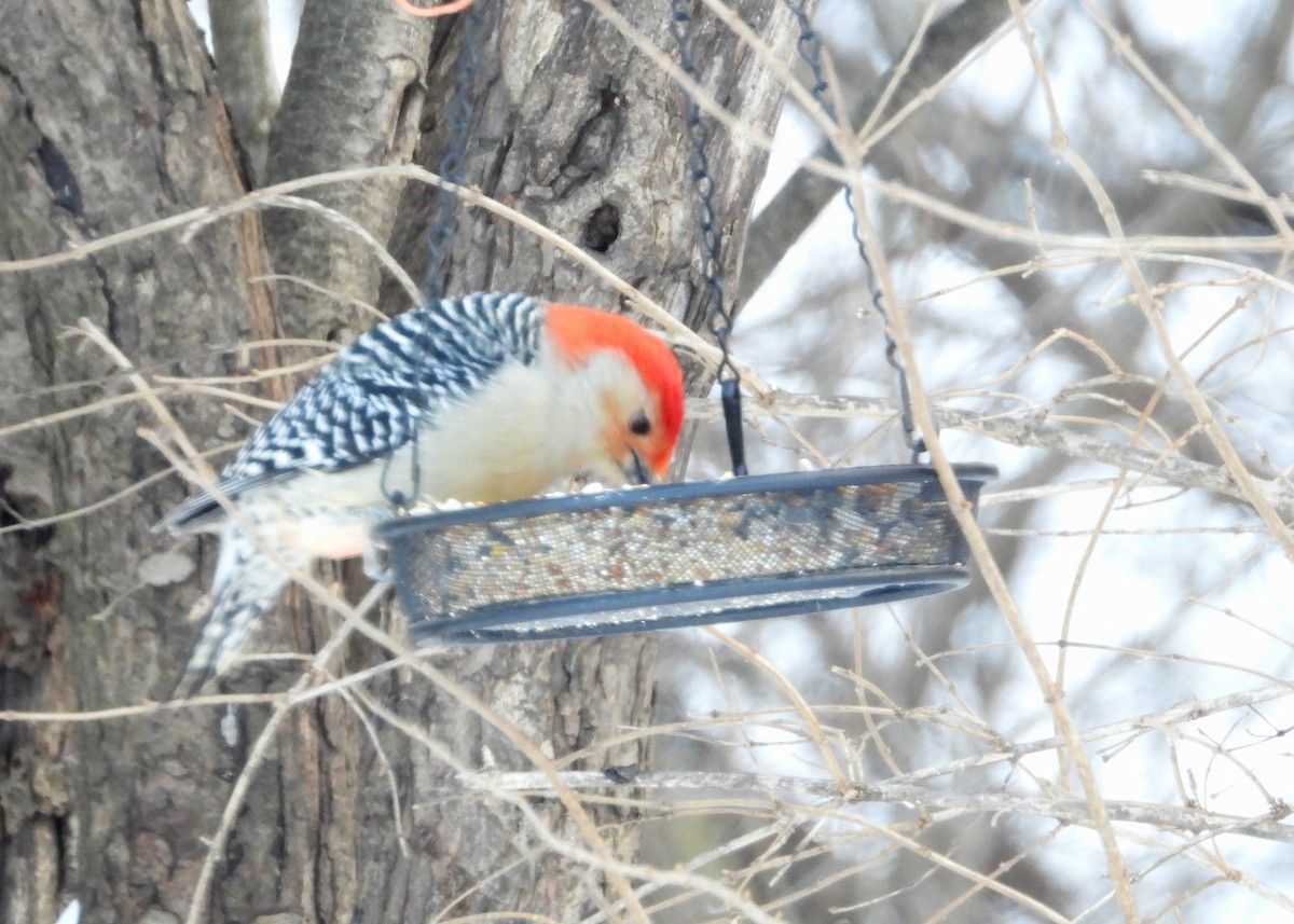 Гіла каролінська - ML649418402